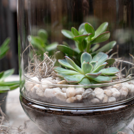 Egg XL Succulent - Offenes Terrarium - Flaschengarten DIY Kit - Ø 17,5 cm ↑ 30 cm