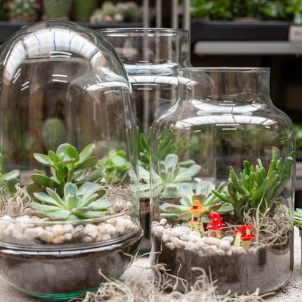 Little Milky Succulent - Offenes Terrarium - Flaschengarten DIY Kit - Ø 17 cm ↑ 25 cm