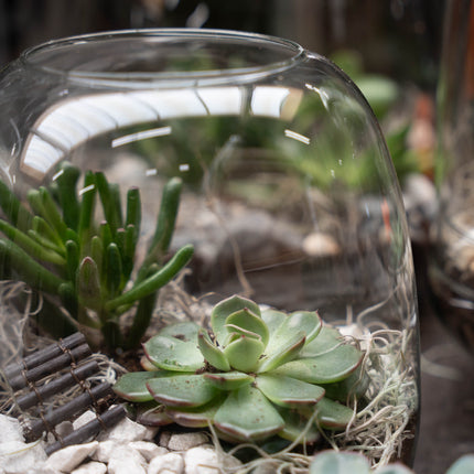 Emma Mini Succulent - Offenes Terrarium - Flaschengarten DIY Kit - Ø 19 cm ↑ 20 cm