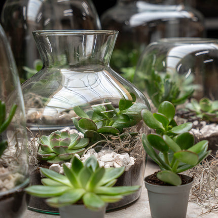 Little Joe Succulent - Offenes Terrarium - Flaschengarten DIY Kit - Ø 20 cm ↑ 22 cm
