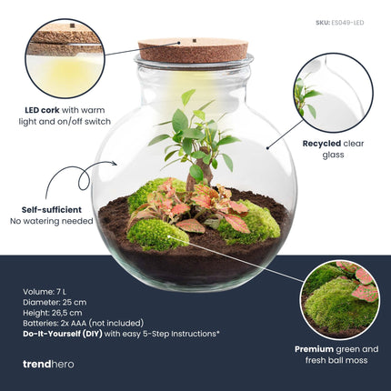 Teddy Bonsai - Flaschengarten mit Licht - DIY Terrarium mit Pflanzen im Glas - Ø 25 cm ↑ 26,5 cm
