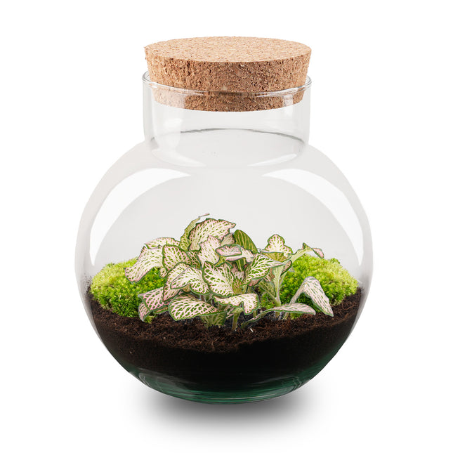 Noah - Flaschengarten - DIY Terrarium mit Pflanzen im Glas - Ø 18,5 cm ↑ 19 cm