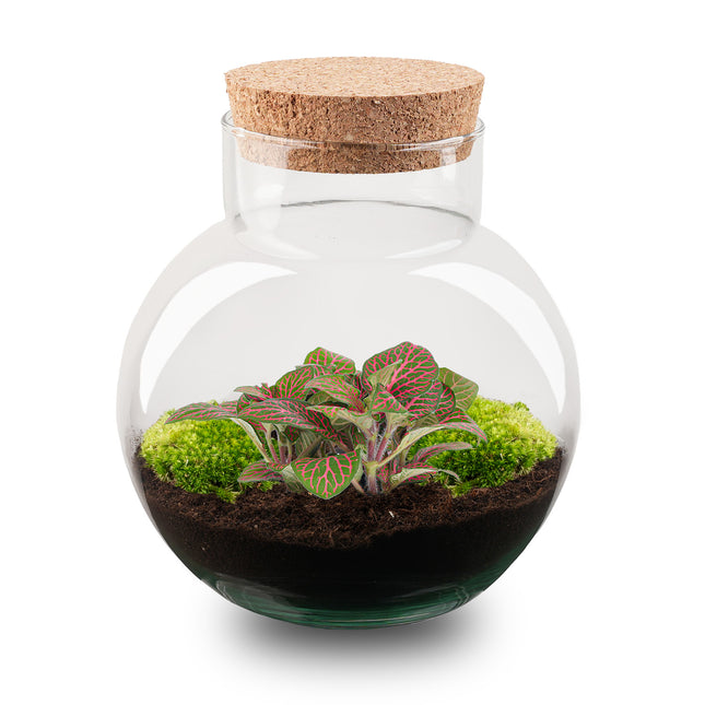 Noah - Flaschengarten - DIY Terrarium mit Pflanzen im Glas - Ø 18,5 cm ↑ 19 cm