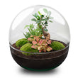 Kit Terrarium DIY • Dôme XL Ficus Ginseng bonsaï • Écosystème avec plantes • ↑ 30 cm