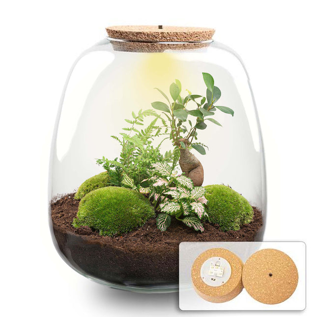 Emma - Bonsai Red - Terrarium with light - Bottle garden DIY kit - Ø 23 cm ↑ 25 cm