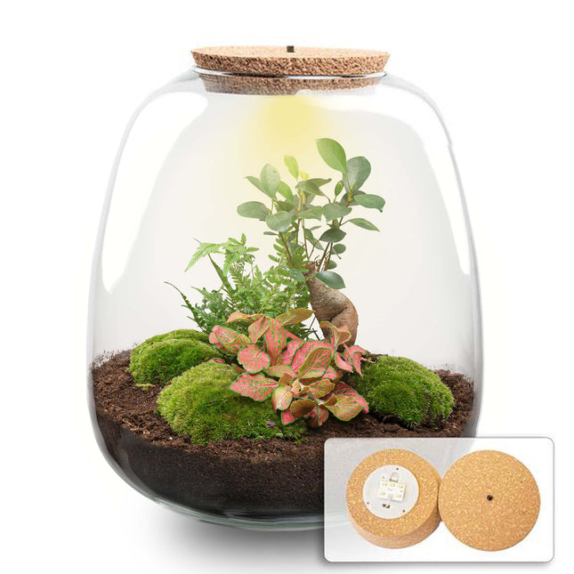Emma - Bonsai Red - Terrarium with light - Bottle garden DIY kit - Ø 23 cm ↑ 25 cm