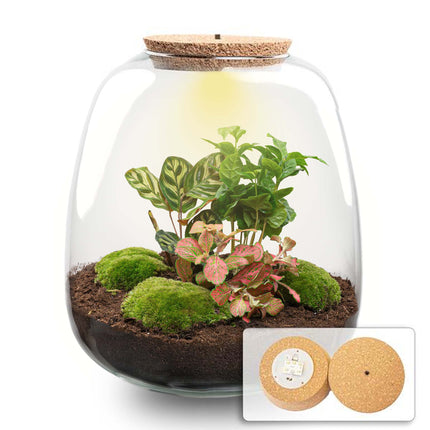 Emma - Flaschengarten mit Licht - DIY Terrarium mit Pflanzen im Glas - Ø 23 cm ↑ 25 cm