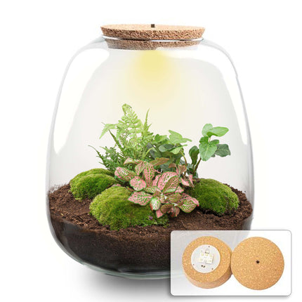 Emma - Flaschengarten mit Licht - DIY Terrarium mit Pflanzen im Glas - Ø 23 cm ↑ 25 cm