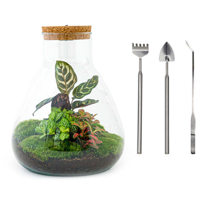 Terrarium DIY Kit - Sam Calathea with Light - Bottle garden - ↑ 30 cm