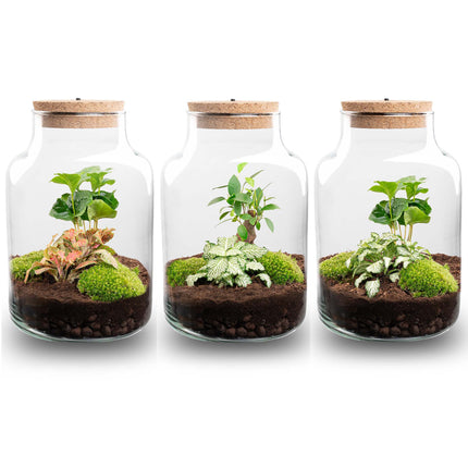 Kit de Terrarium DIY - Little Milky + Lumière LED - ↑ 25 cm