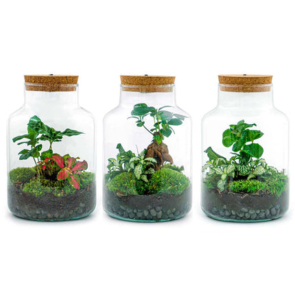 Kit de Terrarium DIY - Little Milky + Lumière LED - ↑ 25 cm