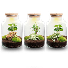 Discover plant terrariums