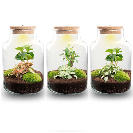 Kit de Terrarium DIY - Little Milky + Lumière LED - ↑ 25 cm