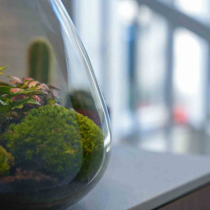 'LOVE MOM' Terrarium Sam + gravierter Kork mit Licht - Flaschengarten DIY Set - Ø 24.5 cm ↑ 30 cm - Muttertag