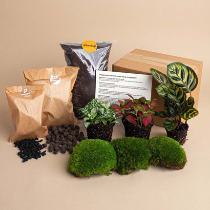 Calathea Makoyana - DIY Flaschengarten Starter- & Nachfüllset mit 3 Terrarienpflanzen