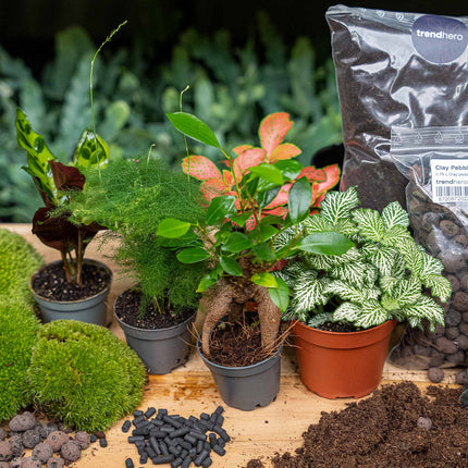 5 Terrarium plants - Plant Terrarium Refill & Starter kit - 5 terrarium plants - DIY