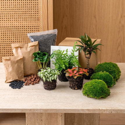 Jungle 5 - DIY Flaschengarten Starter- & Nachfüllset mit 5 Terrarienpflanzen
