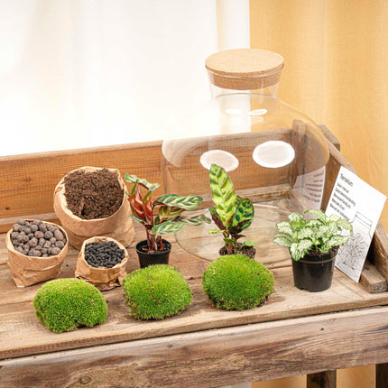 Kit de bricolaje para terrario • Fat Joe • Ecosistema con plantas • ↑ 30 cm