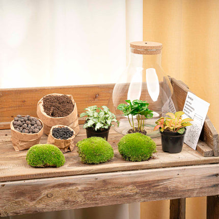 Terrarium DIY Kit - Sam Coffea with Light - Bottle garden - ↑ 30 cm