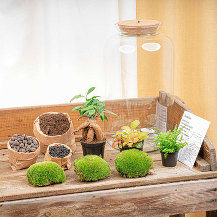 Kit fai da te terrario • Bonsai Sven + LED • Ecosistema con piante • ↑ 43 cm