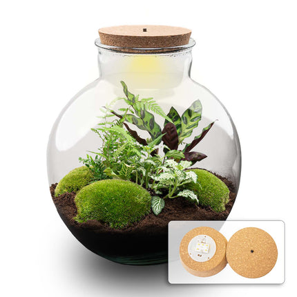 Kit DIY Terrarium • Bolder Bob • Écosystème avec plantes • ↑ 30 cm