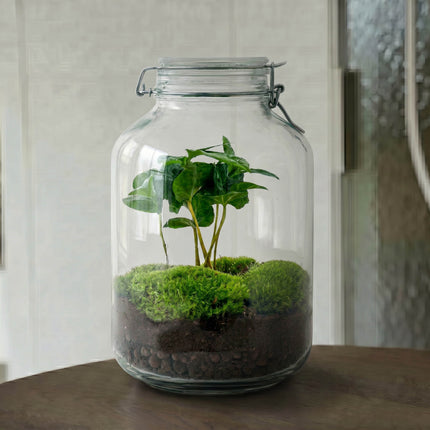  Jar Bonsai - Flaschengarten - DIY Terrarium mit Pflanzen im Glas - Ø 18 cm ↑ 28 cm