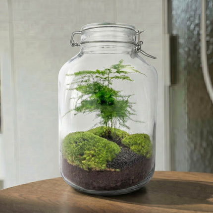  Jar Asparagus - Flaschengarten - DIY Terrarium mit Pflanzen im Glas - Ø 18 cm ↑ 28 cm