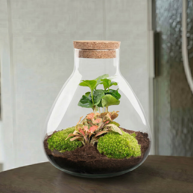 Sammie Coffea Ruby Lime - Flaschengarten - DIY Terrarium mit Pflanzen im Glas - Ø 22,5 cm ↑ 27 cm