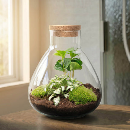 Sammie Coffea Arabica + White Tiger  - Flaschengarten - DIY Terrarium mit Pflanzen im Glas - Ø 22,5 cm ↑ 27 cm