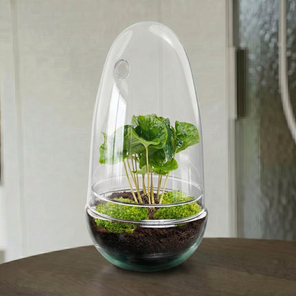 Egg Coffea - Terrarium - Two-part glass dome - Bottle garden DIY kit - Ø 12 cm ↑ 25 cm
