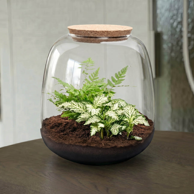 Emma Mini - Fittonia + Fern - Terrarium with cork - Bottle garden DIY kit - Ø 19 cm ↑ 20 cm