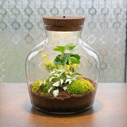Little Joe Coffea Arabica + Fittonia White Tiger - Terrarium with light - Bottle garden DIY kit - Ø 20 cm ↑ 22 cm