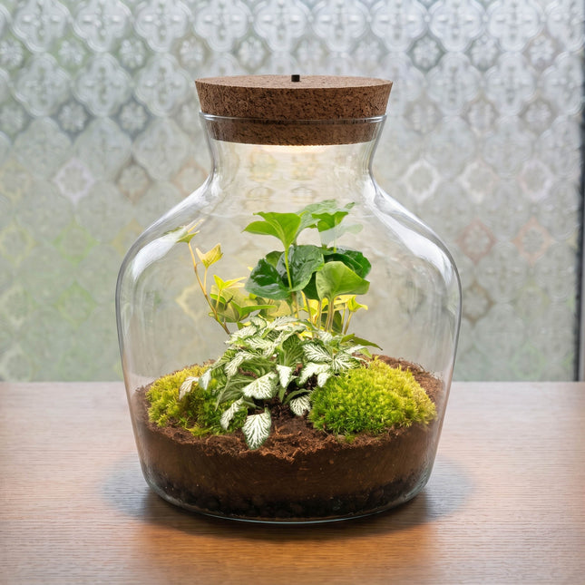 Little Joe Coffea Arabica + Fittonia White Tiger - Terrarium with light - Bottle garden DIY kit - Ø 20 cm ↑ 22 cm