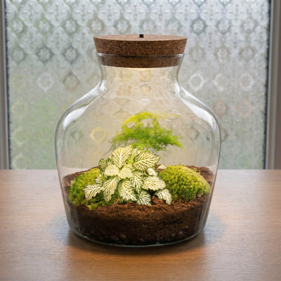 Little Joe Asparagus + Fittonia White Tiger - Terrario con luce - Kit fai da te giardino in bottiglia - ↑ 22 cm Ø 20 cm