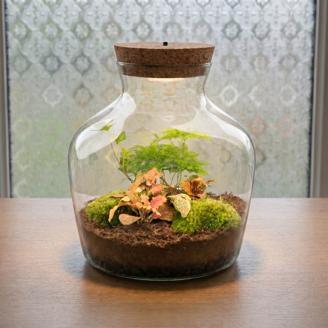 Little Joe Asparagus + Fittonia Ruby Lime - Terrarium with light - Bottle garden DIY kit - Ø 20 cm ↑ 22 cm