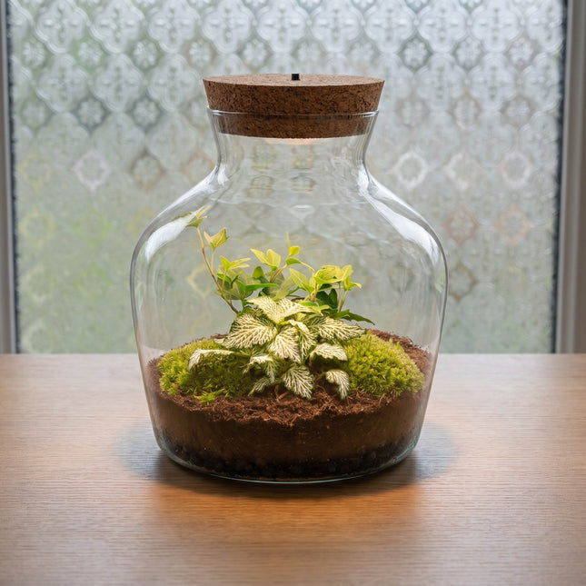 Little Joe Hedera Helix + Fittonia White Tiger - Flaschengarten mit Licht - DIY Terrarium mit Pflanzen im Glas - Ø 20 cm ↑ 22 cm