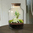 Little Milky - Bonsai - Flaschengarten mit Licht - DIY Terrarium mit Pflanzen im Glas - Ø 17 cm ↑ 25 cm
