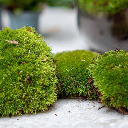 Farn - Plant Terrarium Refill & Starter kit - 3 terrarium plants - DIY