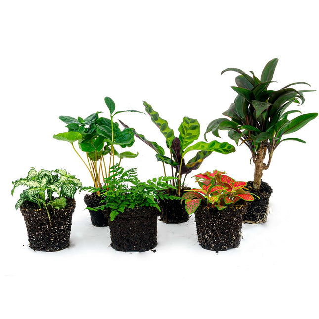 Flaschengarten Paket Jungle-Boost - 6 Pflanzen