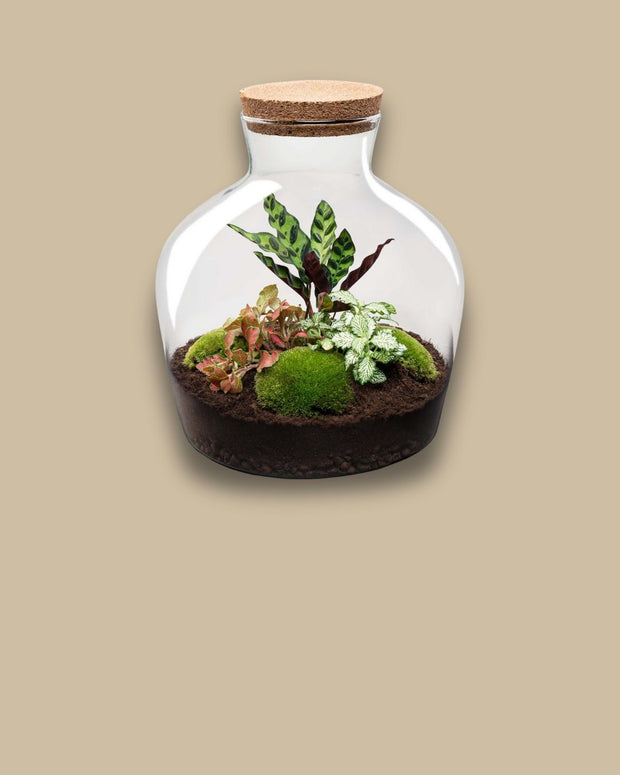 DIY Terrarium