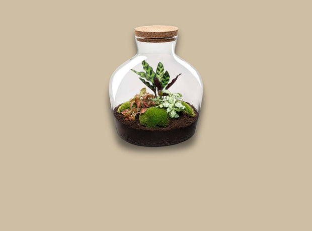 DIY Terrarium