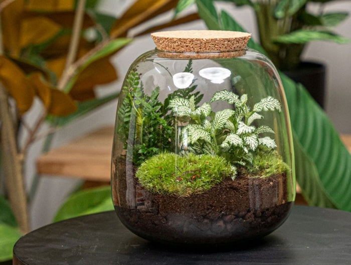 Plant terrariums