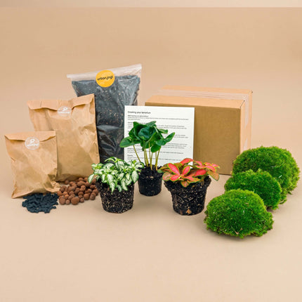 Coffea Arabica - DIY Flaschengarten Starter- & Nachfüllset mit 3 Terrarienpflanzen