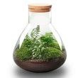 Terrarium DIY Kit - Sam XL - Bottle Garden - ↑ 35 cm