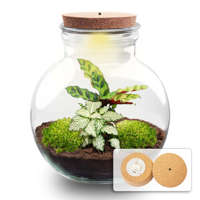 Teddy - Flaschengarten mit Licht - DIY Terrarium mit Pflanzen im Glas - Ø 25 cm ↑ 26,5 cm