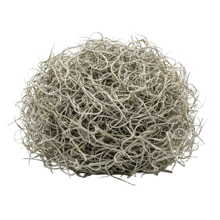 Dried Tillandsia Moss – 1L – Decorative - 100% Natural