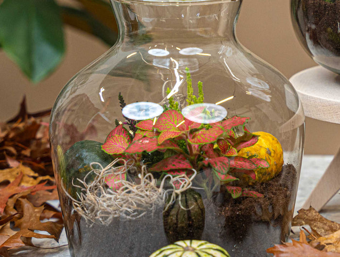 Autumn decoration