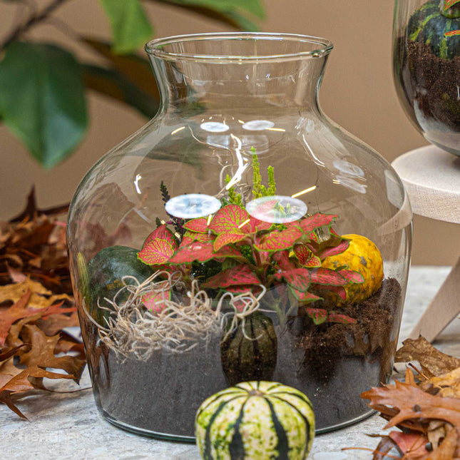 Little Joe Autumn (Halloween) - Glass bottle with Autumn plants and mini pumpkins - Autumn Bottle garden DIY kit - Ø 20 cm ↑ 22 cm