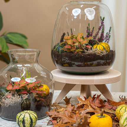 Little Joe Autumn (Halloween) - Glass bottle with Autumn plants and mini pumpkins - Autumn Bottle garden DIY kit - Ø 20 cm ↑ 22 cm