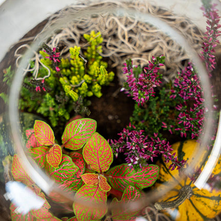 Emma Autumn (Halloween) - Glass bottle with Autumn plants and mini pumpkins - Autumn Bottle garden DIY kit - Ø 23 cm ↑ 25 cm